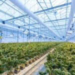 Surviving the Cannabis Industry: Strategies for Success